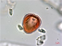 臺灣鱗球花藏品圖，第4張