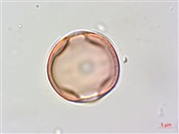 賽芻豆藏品圖，第1張