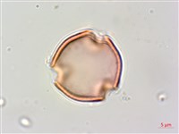 賽芻豆藏品圖，第2張