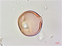 賽芻豆藏品圖，第3張