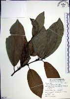 九重吹、九丁樹、脈葉榕、大葉九重吹藏品圖，第1張