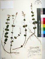 南台灣黃芩藏品圖，第1張