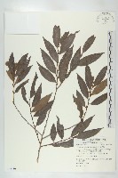 軟毛柿藏品圖，第1張