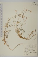 臺灣瞿麥藏品圖，第1張