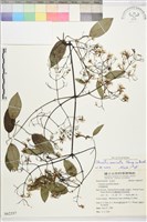 柱果鐵線蓮藏品圖，第2張