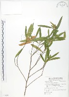 車桑子藏品圖，第1張