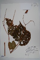 溪頭秋海棠藏品圖，第1張