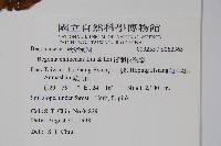 溪頭秋海棠藏品圖，第2張