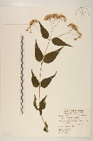 田代氏澤蘭藏品圖，第1張