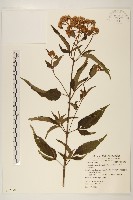 台灣澤蘭藏品圖，第1張