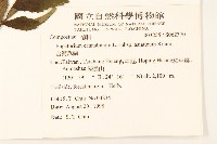 台灣澤蘭藏品圖，第2張