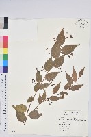 白珠樹藏品圖，第1張