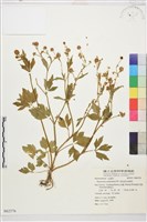 水辣菜、禺毛茛藏品圖，第1張