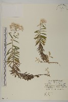 抱莖籟簫藏品圖，第1張