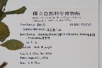 塊莖蘆莉草、紫莉花、藍蘆莉、球根蘆莉藏品圖，第2張