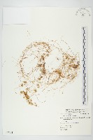 菟絲子藏品圖，第1張