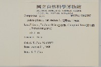 大花咸豐草藏品圖，第2張