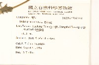 長柄菊藏品圖，第2張