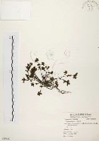 馬齒莧藏品圖，第1張