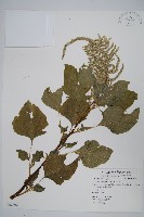 青莧藏品圖，第1張