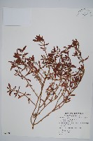 蓮子草藏品圖，第1張