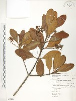 水筆仔藏品圖，第1張