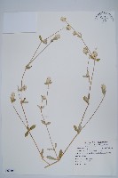 短穗假千日紅藏品圖，第1張