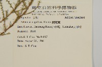 茵蔯蒿藏品圖，第2張