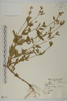 紫花霍香薊藏品圖，第1張