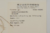 紫花霍香薊藏品圖，第2張