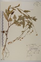 纓絨花藏品圖，第1張