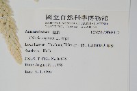 青葙藏品圖，第2張