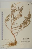 藜、灰藜藏品圖，第1張