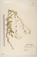 銀膠菊藏品圖，第1張