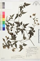 巴氏鐵線蓮藏品圖，第2張