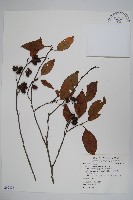 臺灣赤楊、臺灣榿木藏品圖，第1張