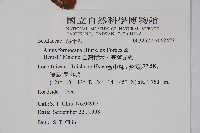 臺灣赤楊、臺灣榿木藏品圖，第2張