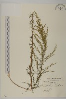 茵蔯蒿藏品圖，第1張