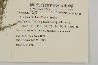 茵蔯蒿藏品圖，第2張