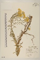 鼠麴草藏品圖，第1張