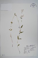 輪葉沙參藏品圖，第1張