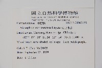 輪葉沙參藏品圖，第2張