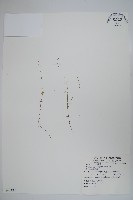 細葉蘭花參藏品圖，第1張