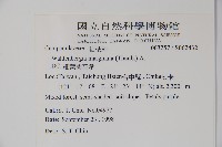 細葉蘭花參藏品圖，第2張