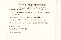 高山破傘菊藏品圖，第2張