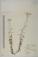 抱莖籟簫藏品圖，第1張