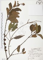 杜鵑桑寄生藏品圖，第1張