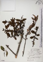 高氏桑寄生藏品圖，第1張