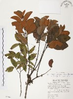 杜鵑桑寄生藏品圖，第1張