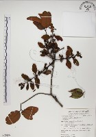 高氏桑寄生藏品圖，第1張